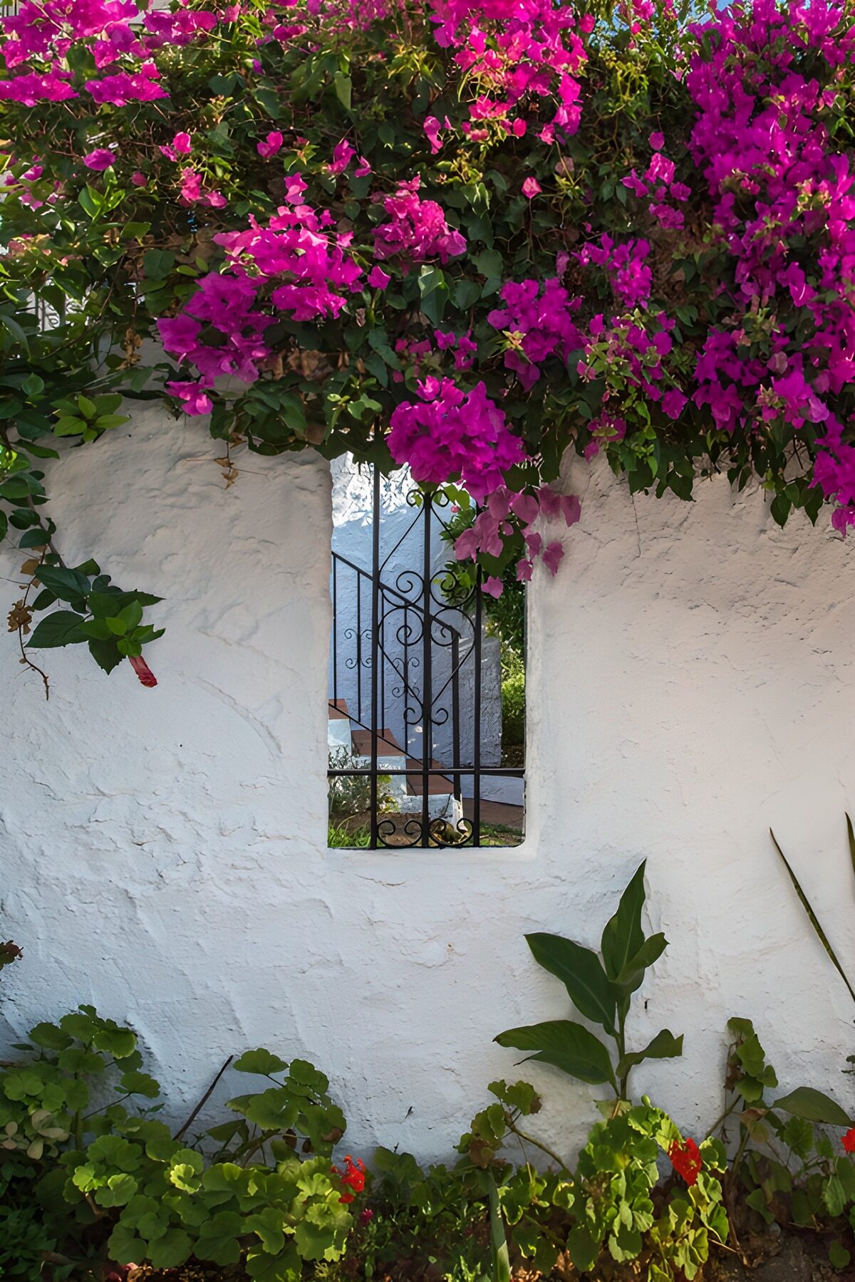 Bougainvillea boven een witte tuinmuur