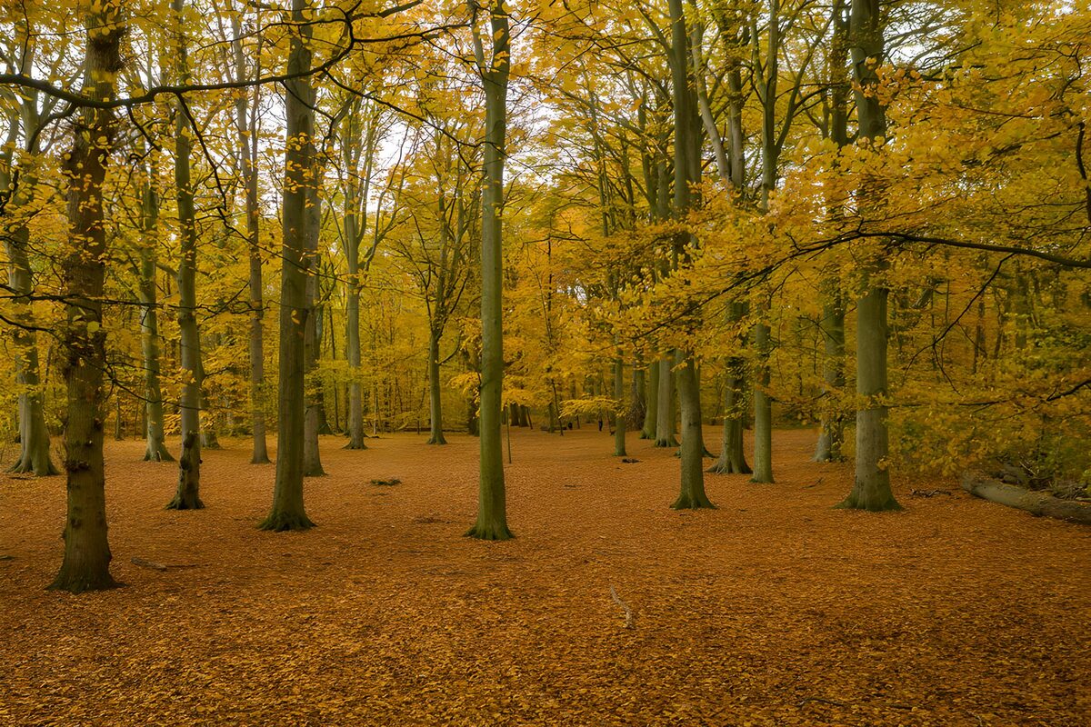 Herfstbos met een gouden bladerdek