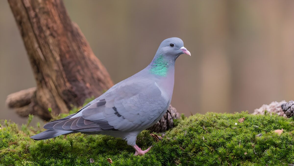 Grijze duif op een groen mostapijt