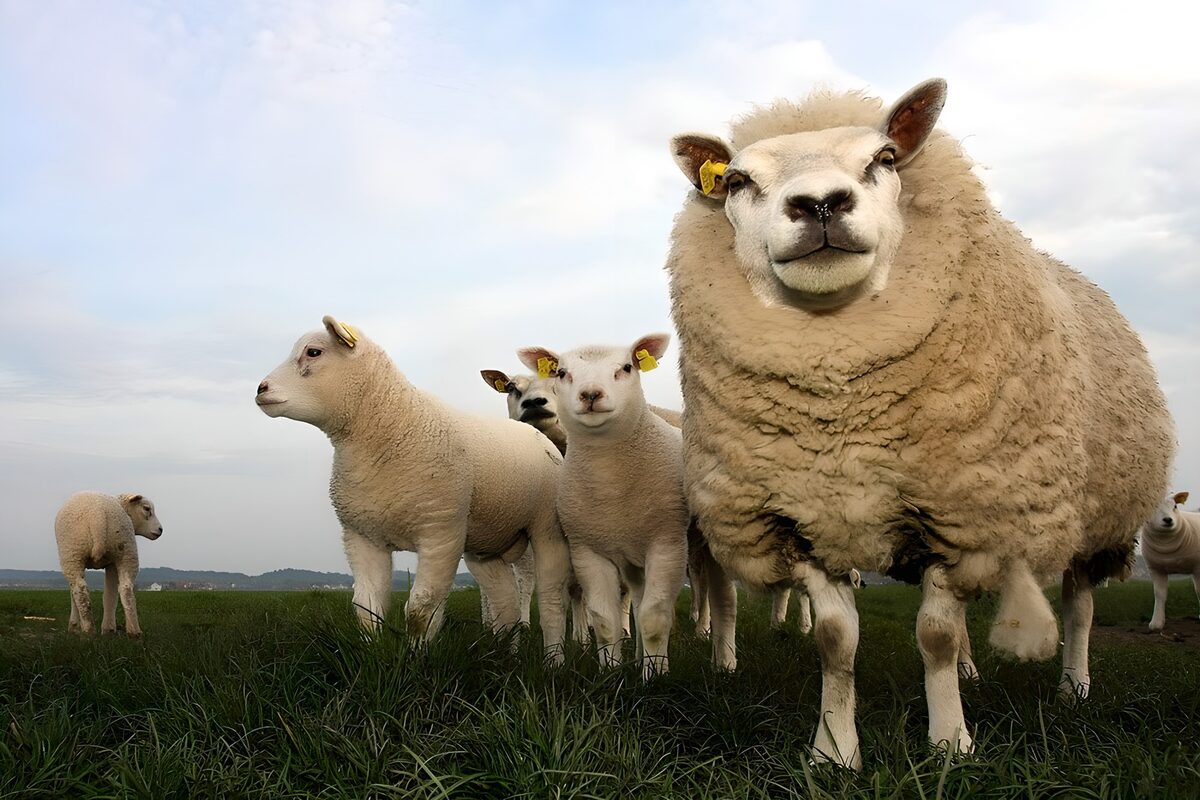 Schaap en lammeren in de groene wei