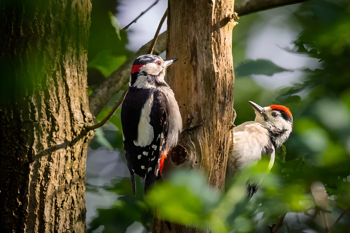 Twee spechten op een zonnige boomstam