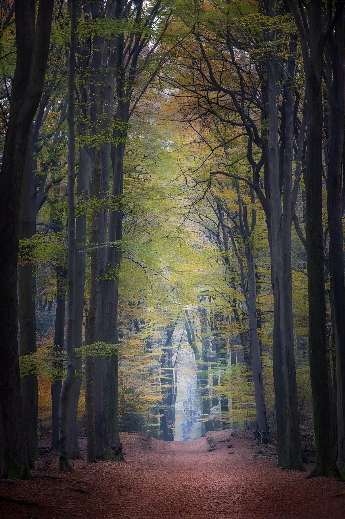 Een herfstpad naar het licht