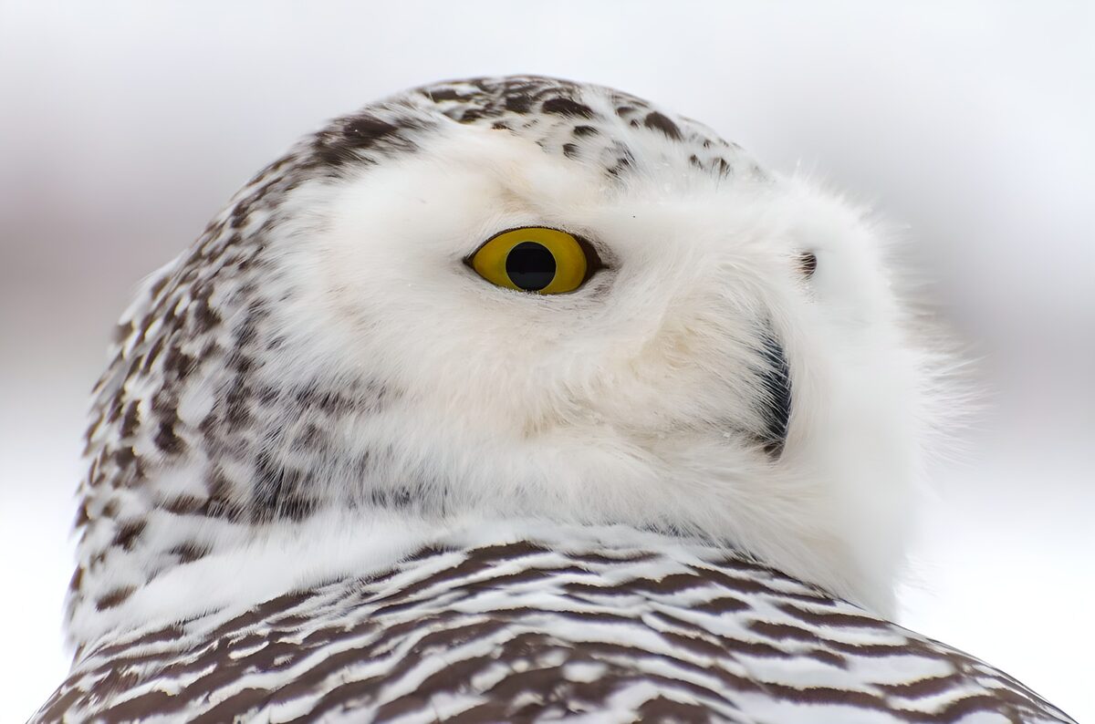 Sneeuwuil in close-up, wit met zwart