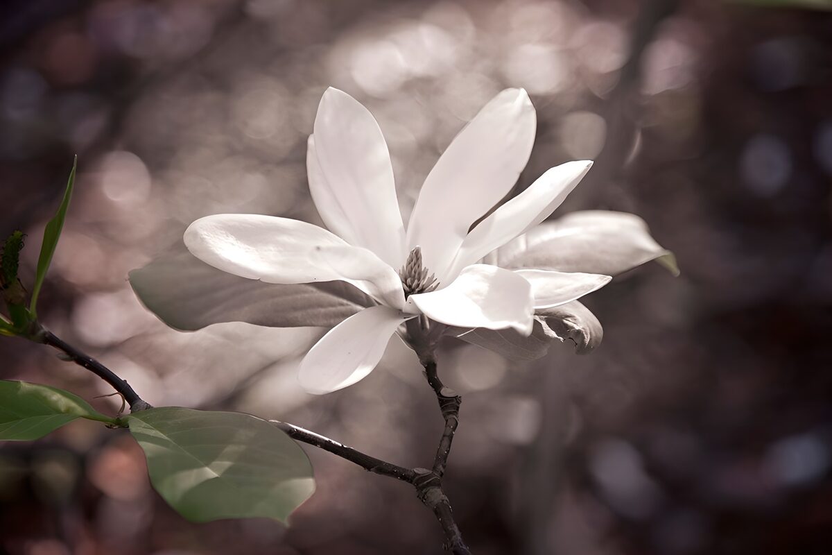 Witte magnolia met groen blad