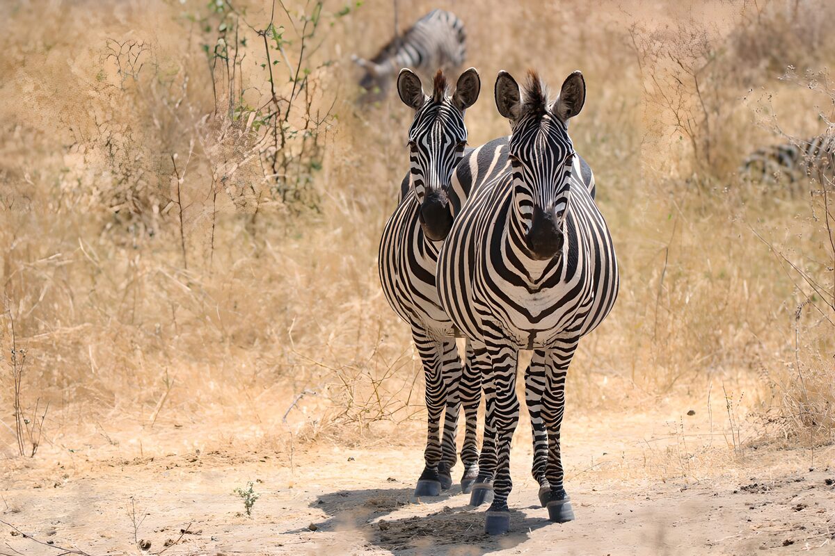 Twee zebra's op een stoffig pad