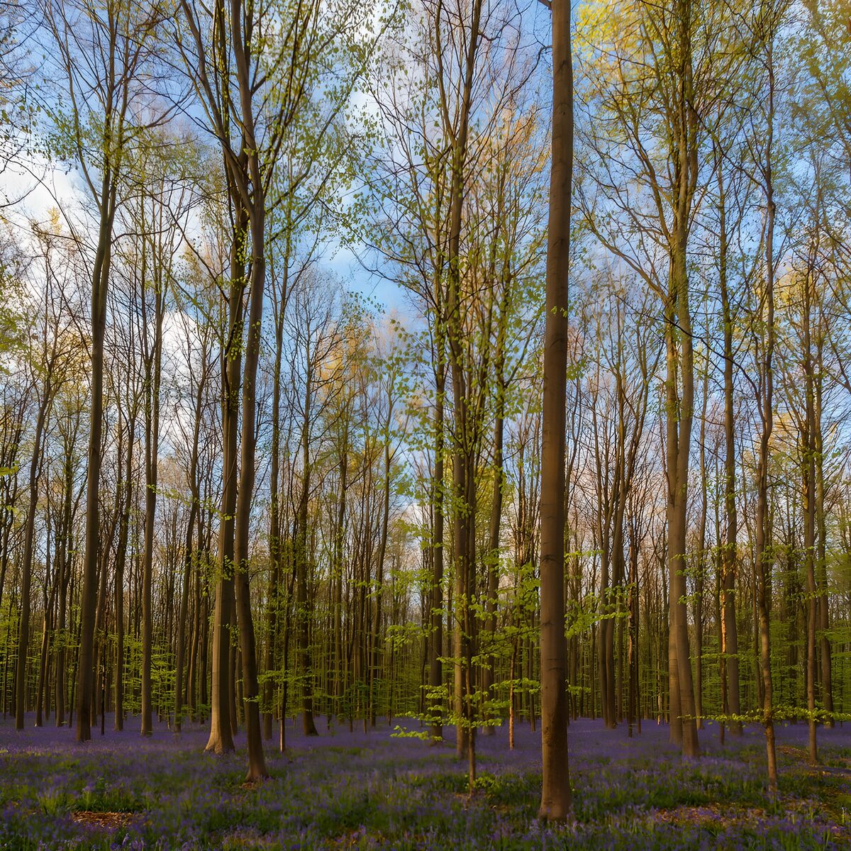 Lentebos met een blauw bloementapijt