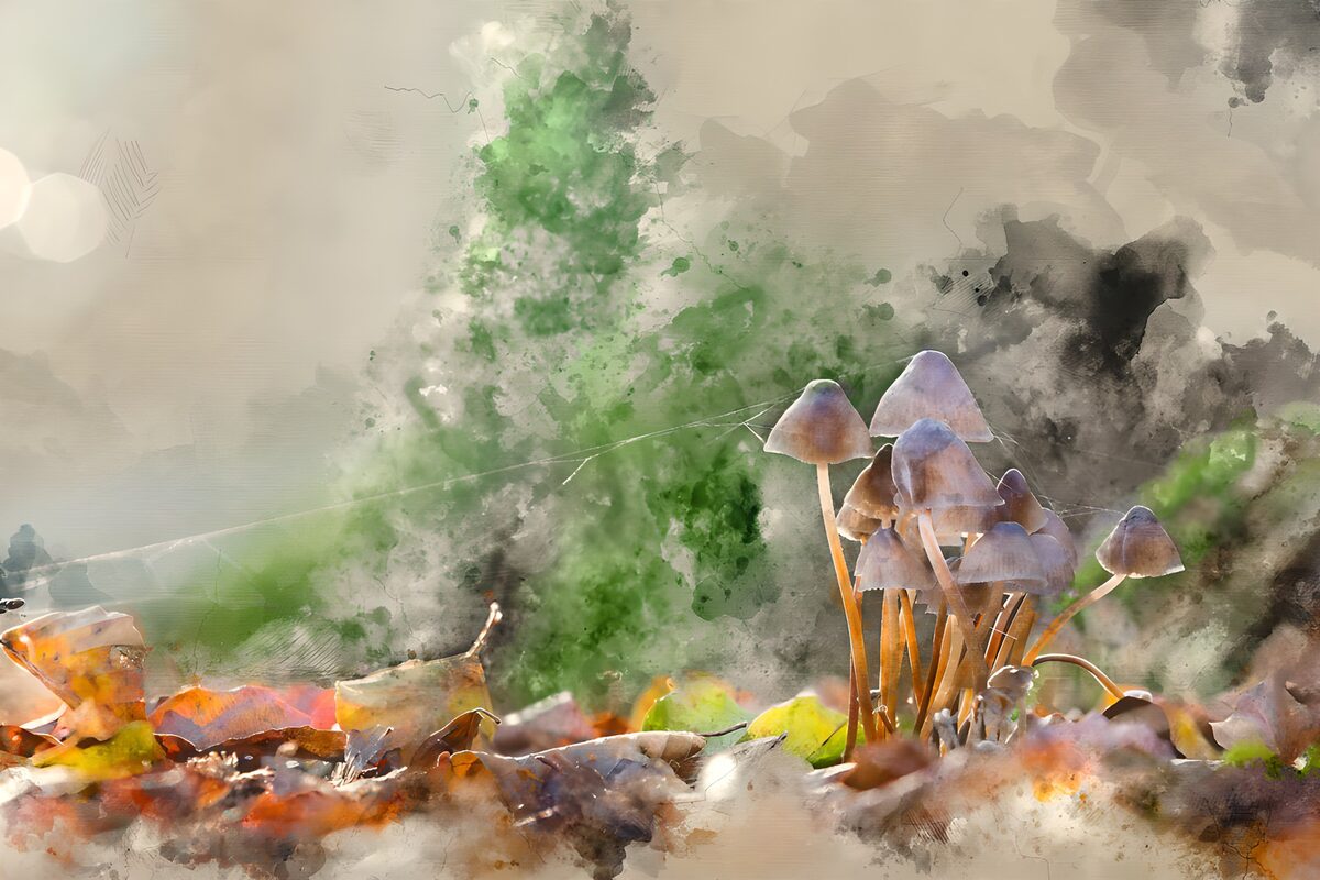 Paddenstoelen in zacht herfstlicht