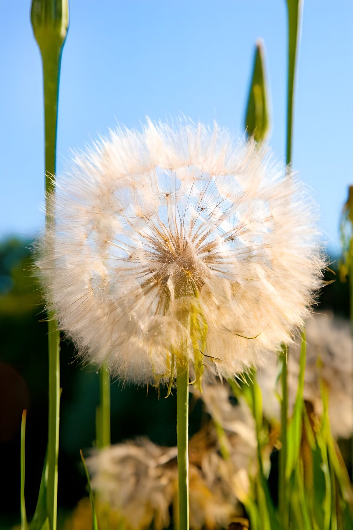 Witte pluizenbol in warm zonlicht