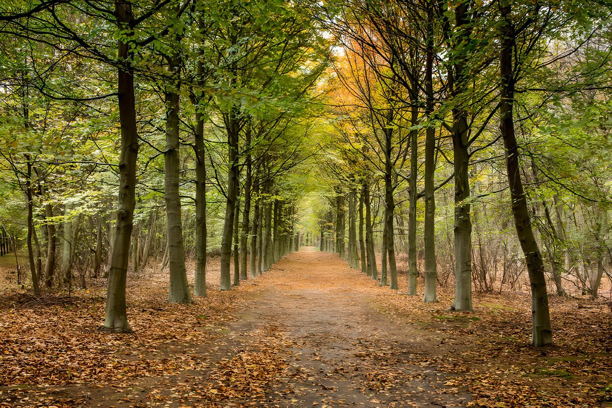 Herfstpad tussen rechte bomen