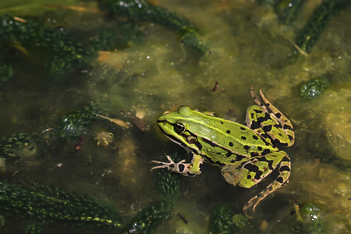 Groene kikker in zacht zonlicht