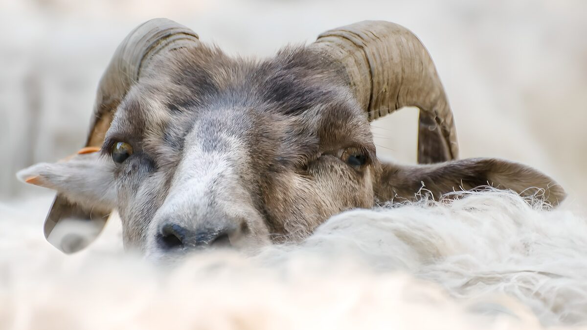 Ram met krulhoorns in zachte wol