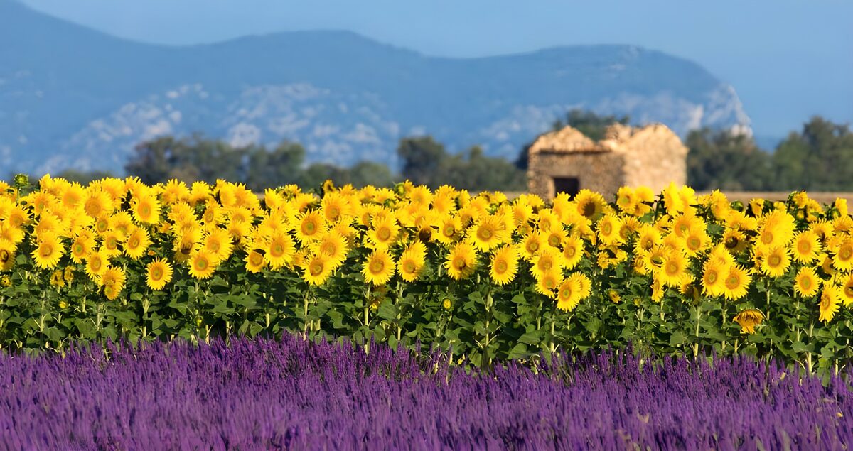 Zonnebloemen en lavendel in de zomer