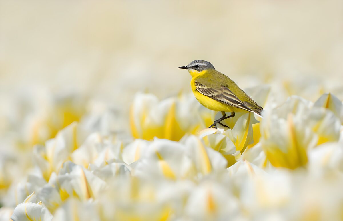 Gele kwikstaart in een zee van witte tulpen