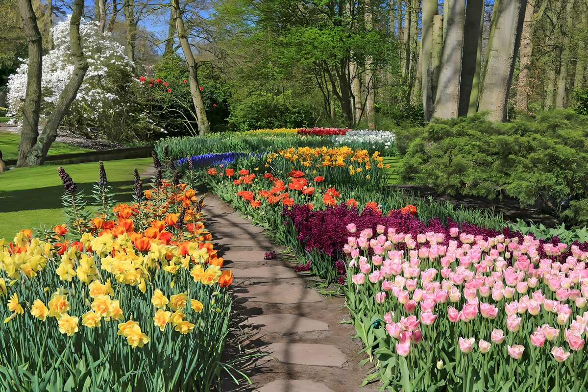 Tulpen en narcissen langs het tuinpad