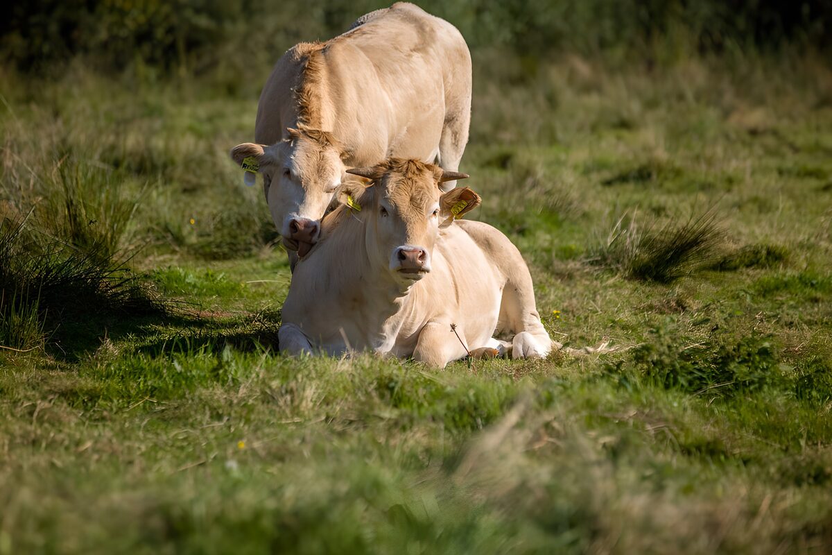 Twee lichte runderen in het gras
