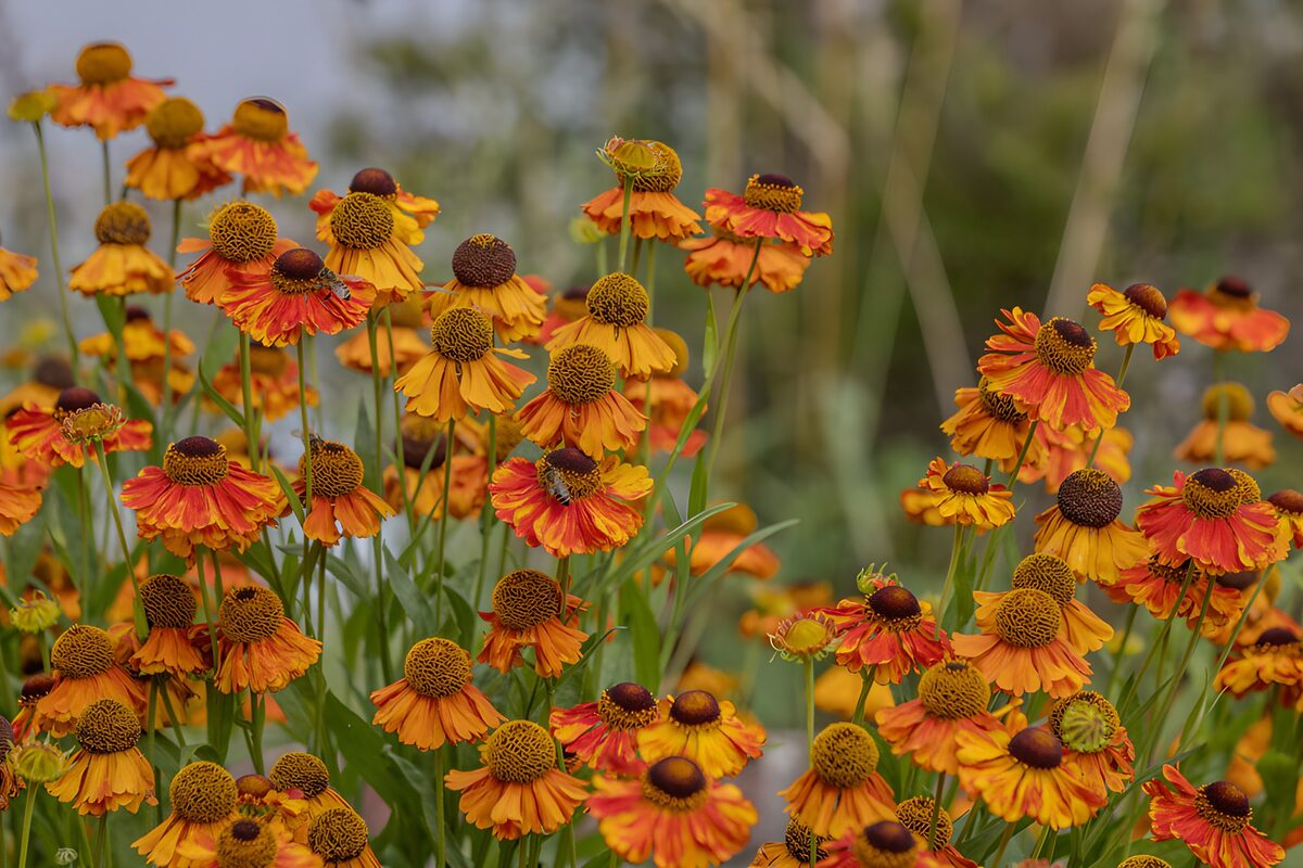 Gele en oranje bloemen met bijen