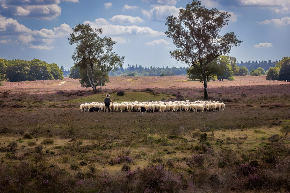 Herder en schapenkudde op de heide