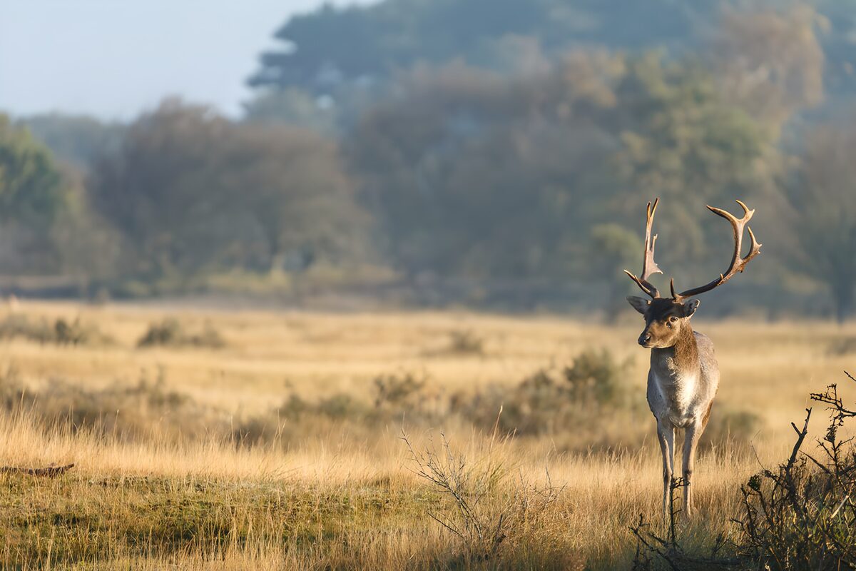 Damhert in goudgeel gras