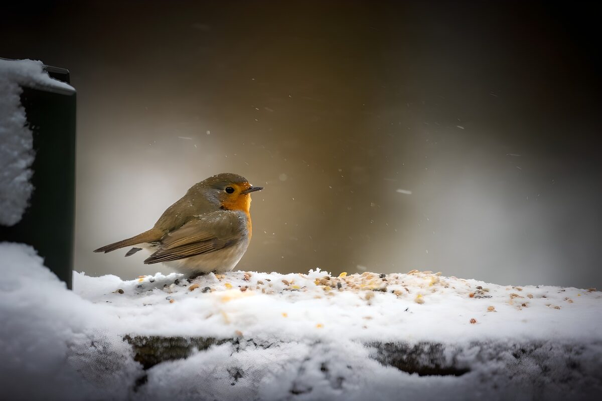 Roodborst op een besneeuwde voerplek