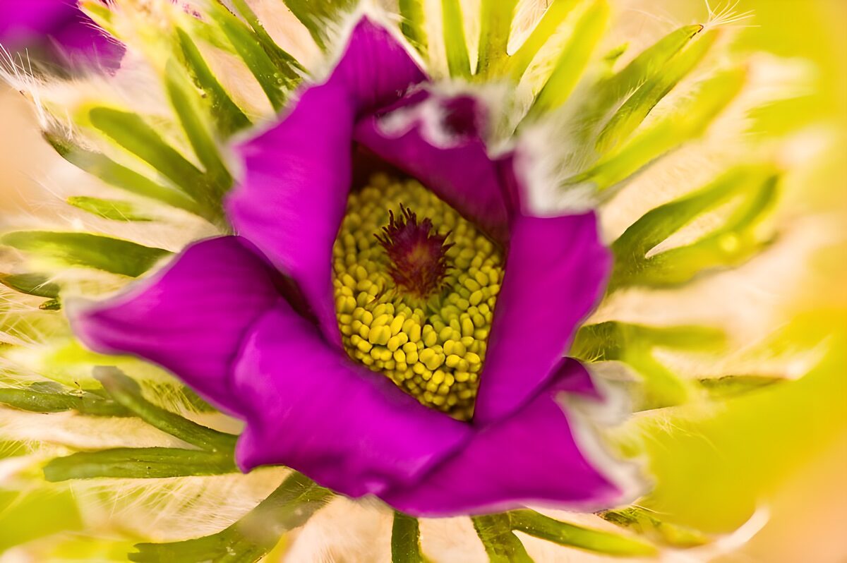 Paarse bloem in zonnig groen