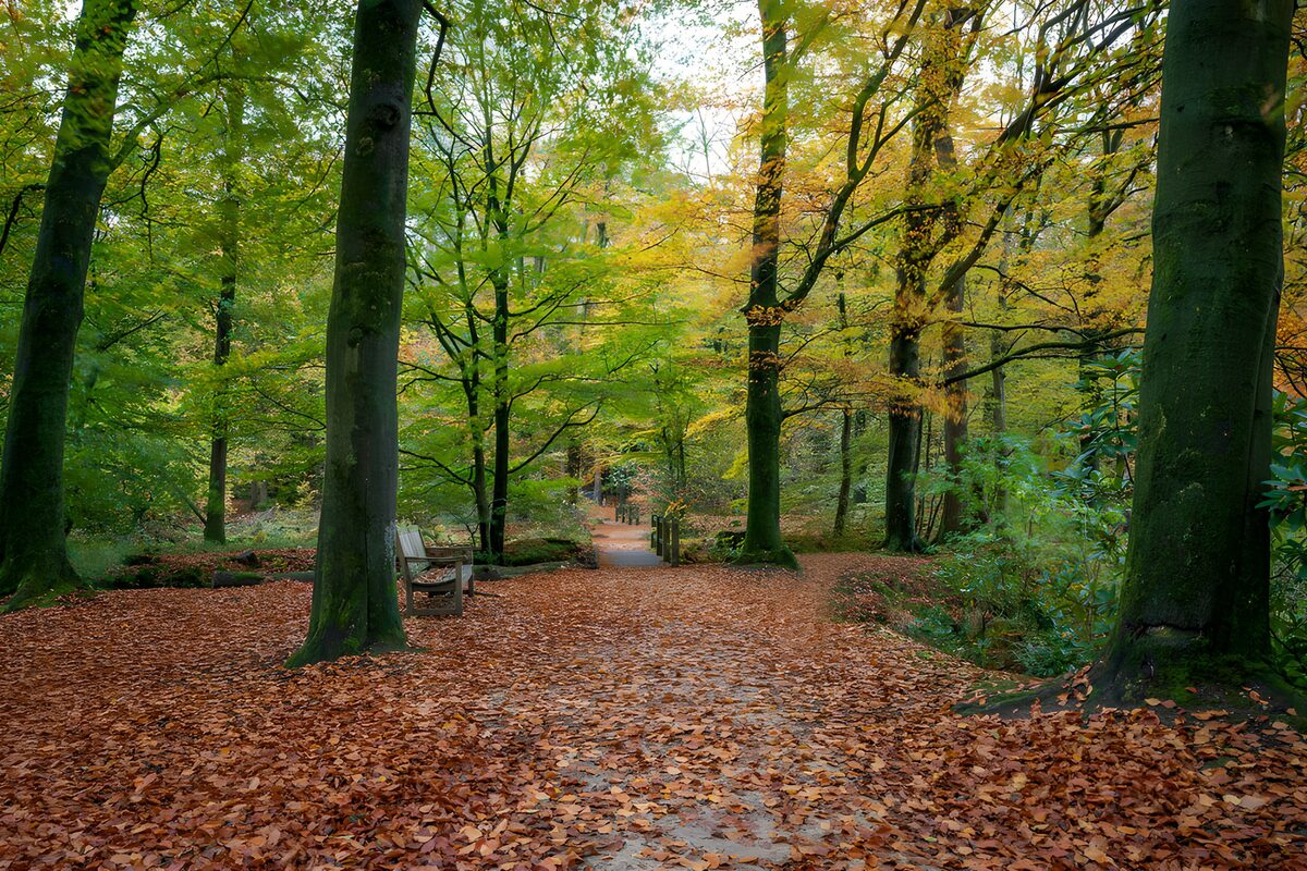 Herfstpad met een bankje tussen de bomen