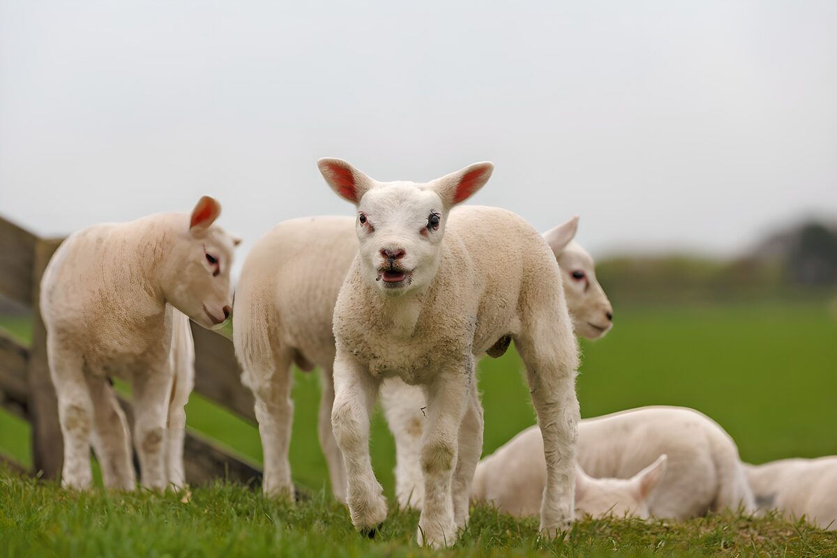 Lammeren in een rustige groene weide