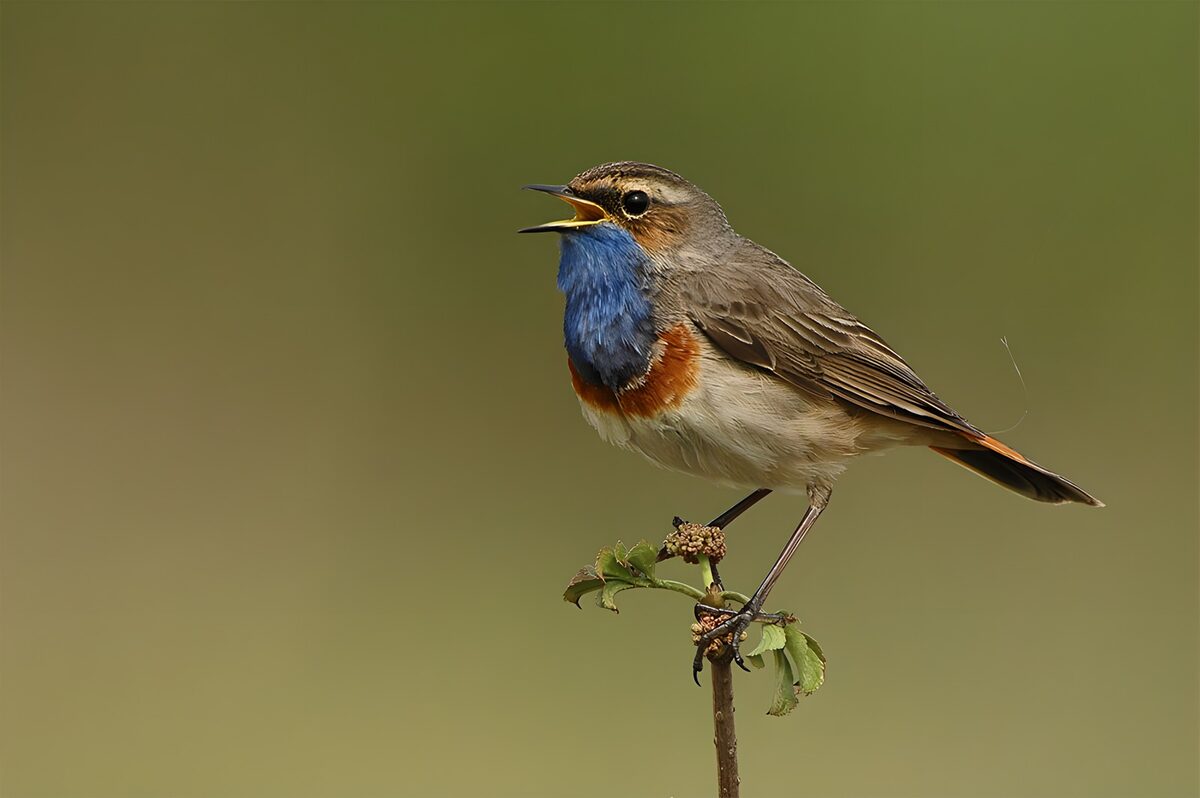 Blauwborst zingend op een tak