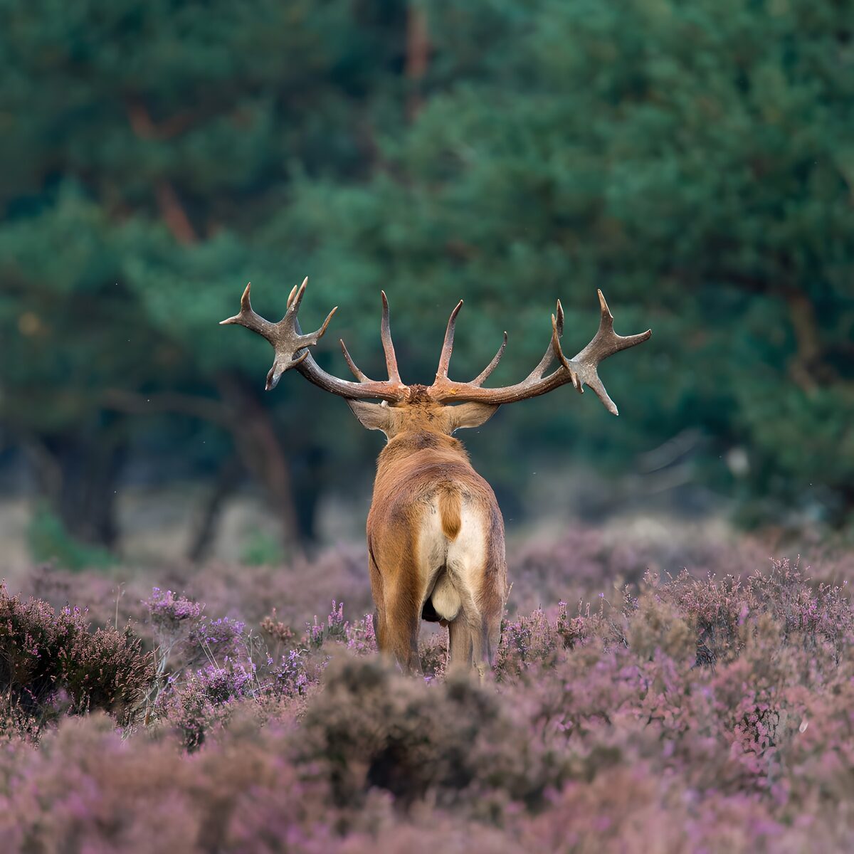 Edelhert van achteren in bloeiende heide