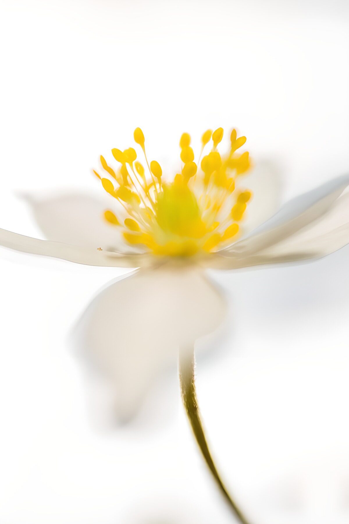 Witte bloem met een zonnig geel hart