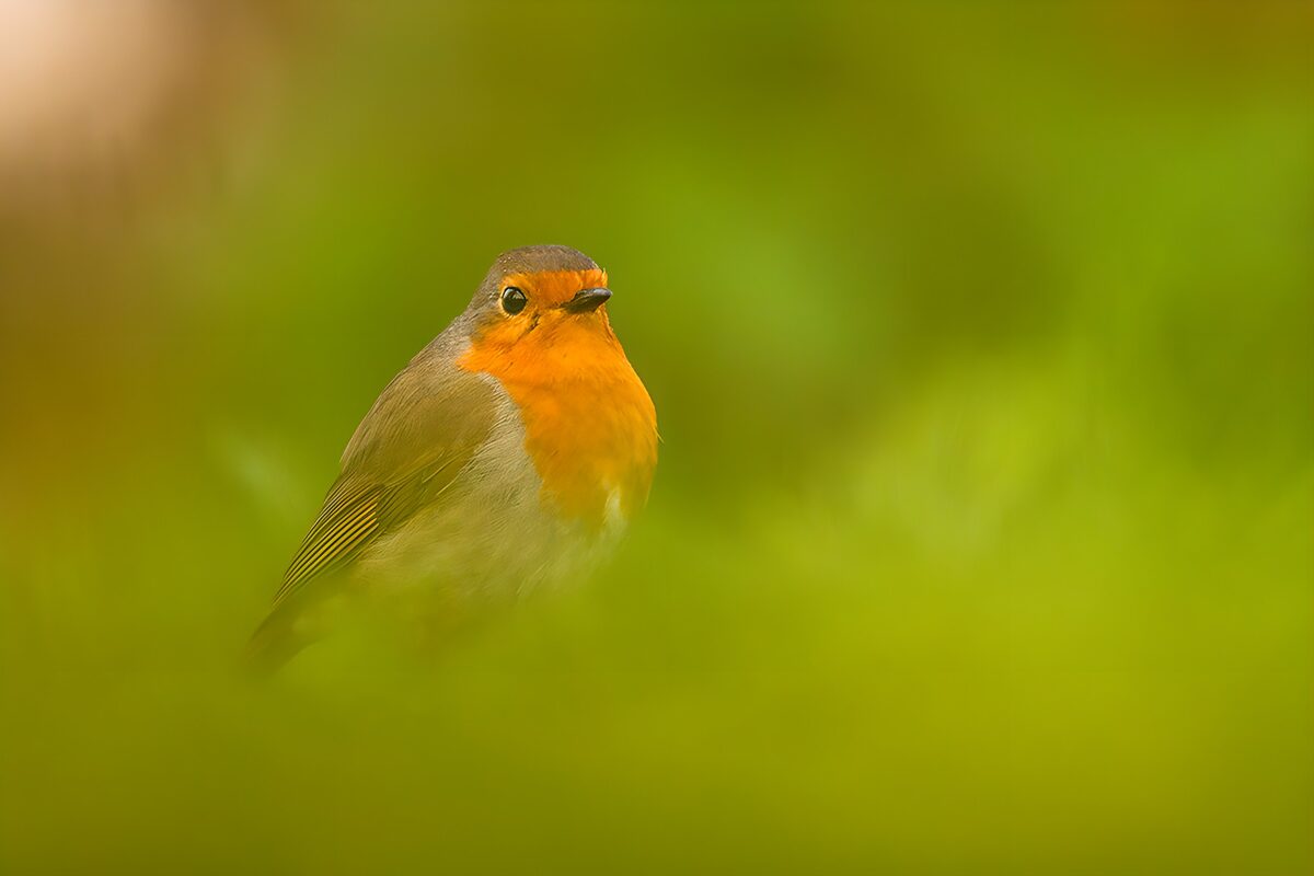 Roodborst in zachtgroen