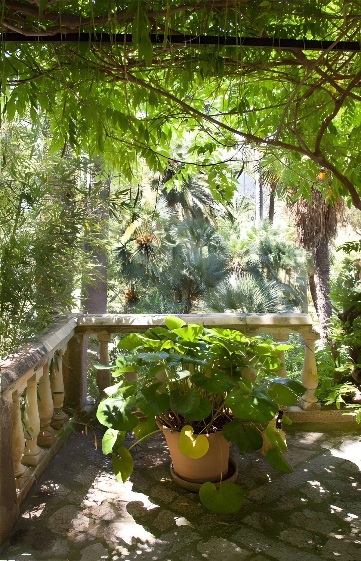Potplant op een schaduwrijk terras