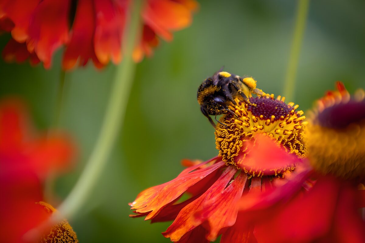 Hommel op een roodoranje bloem