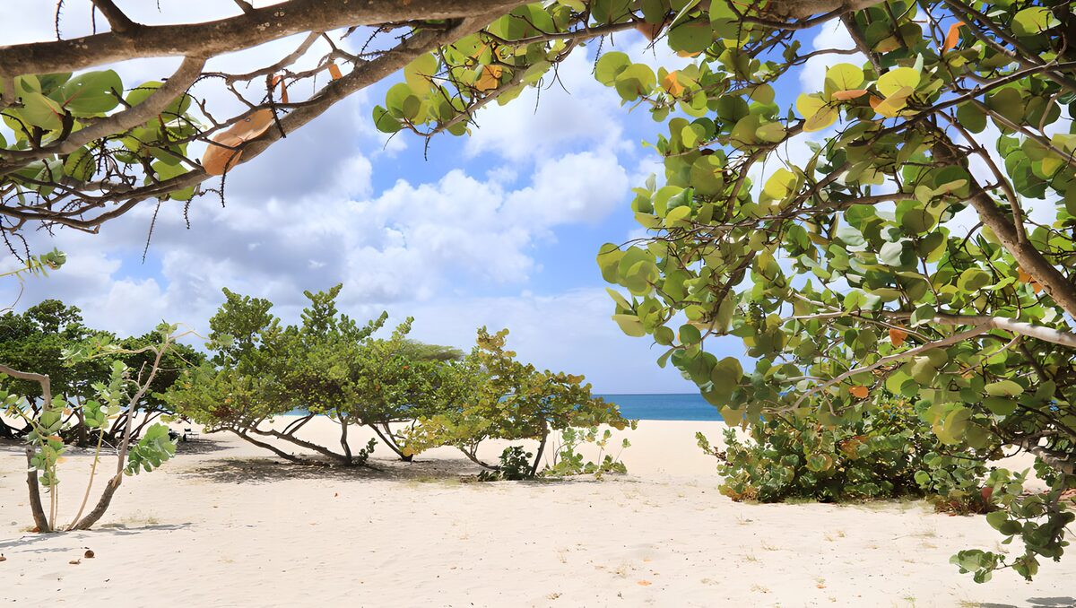 Zandstrand onder groene takken