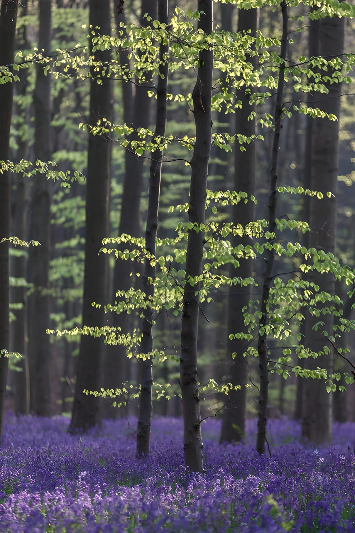 Lentebos met een paars bloementapijt