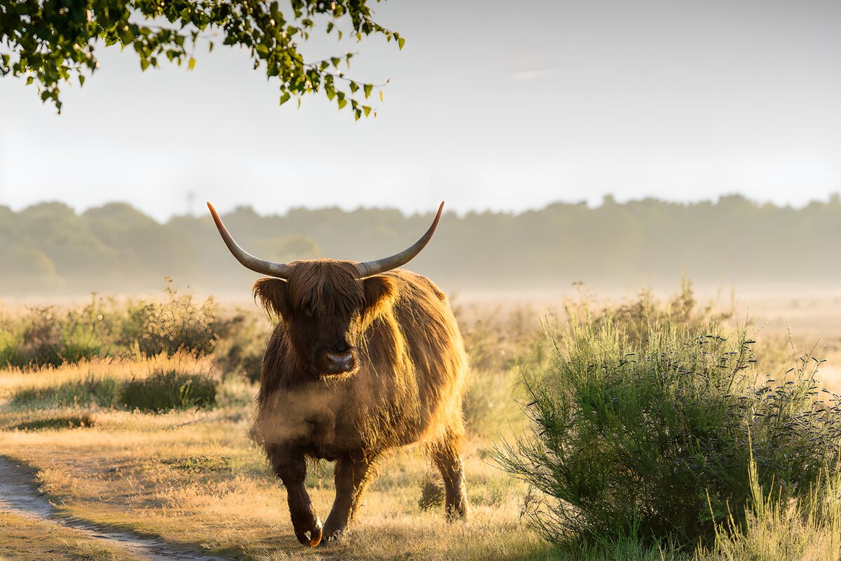 Hooglander in gouden ochtendlicht