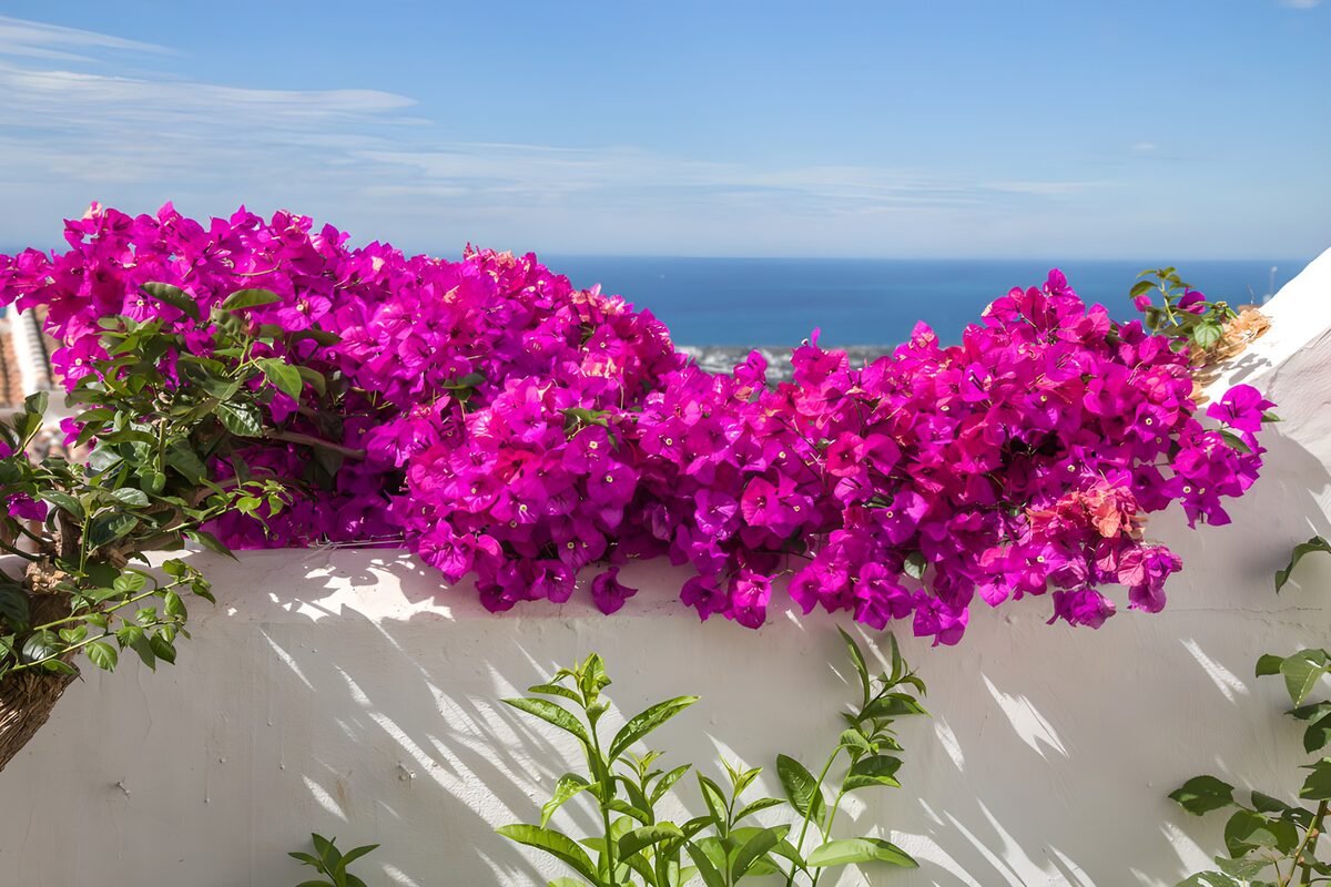 Bougainvillea op een witte muur aan zee