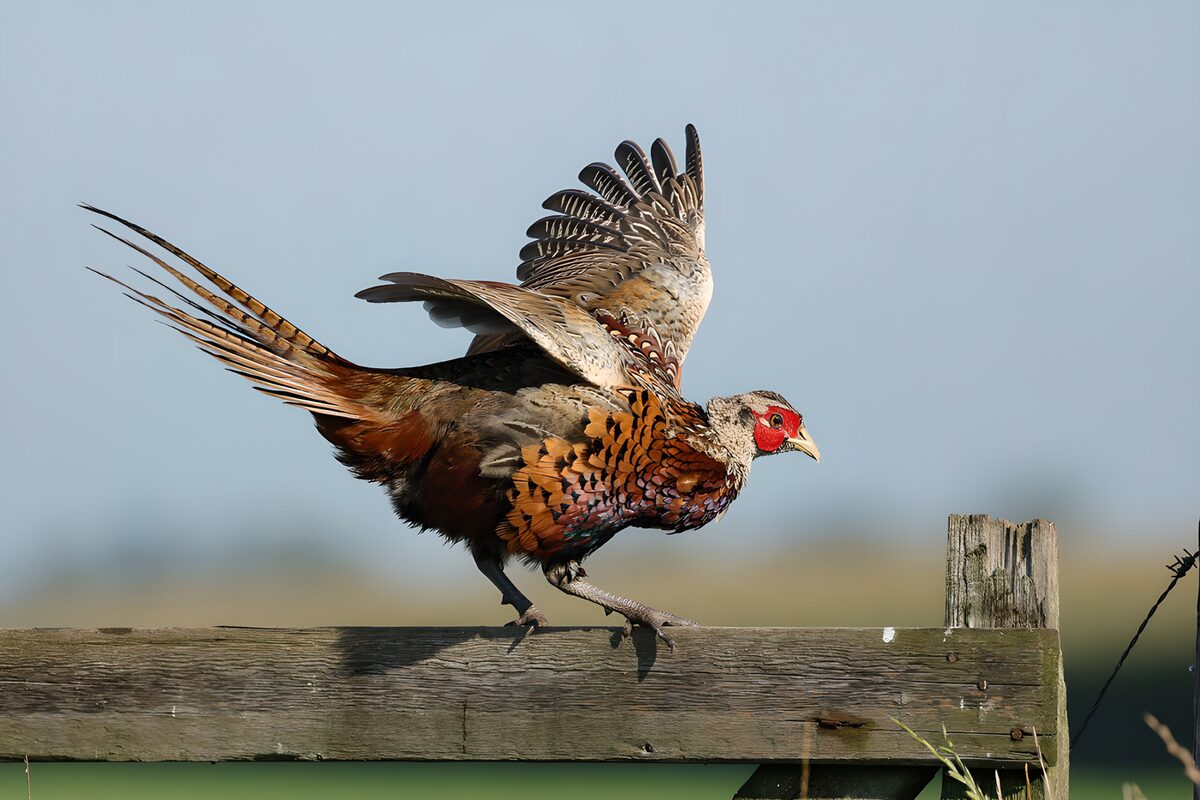 Fazantenhaan landt op een houten hek