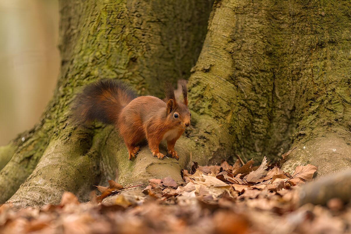 Eekhoorn in de kleuren van de herfst