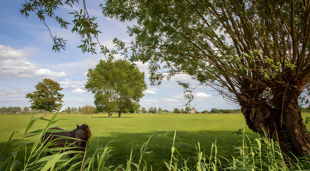 Pony en wilg in een zonnige weide