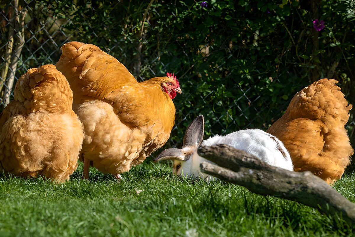 Bruine kippen en een wit konijn in het gras