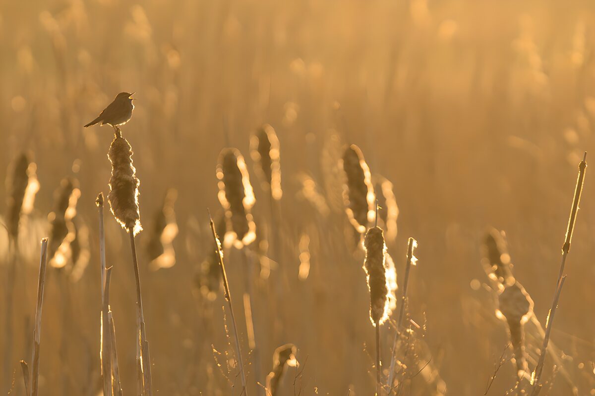 Vogel op een lisdodde in gouden licht