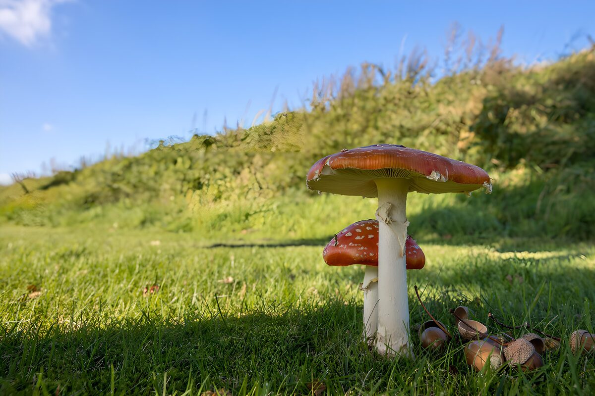 Twee vliegenzwammen in het groen