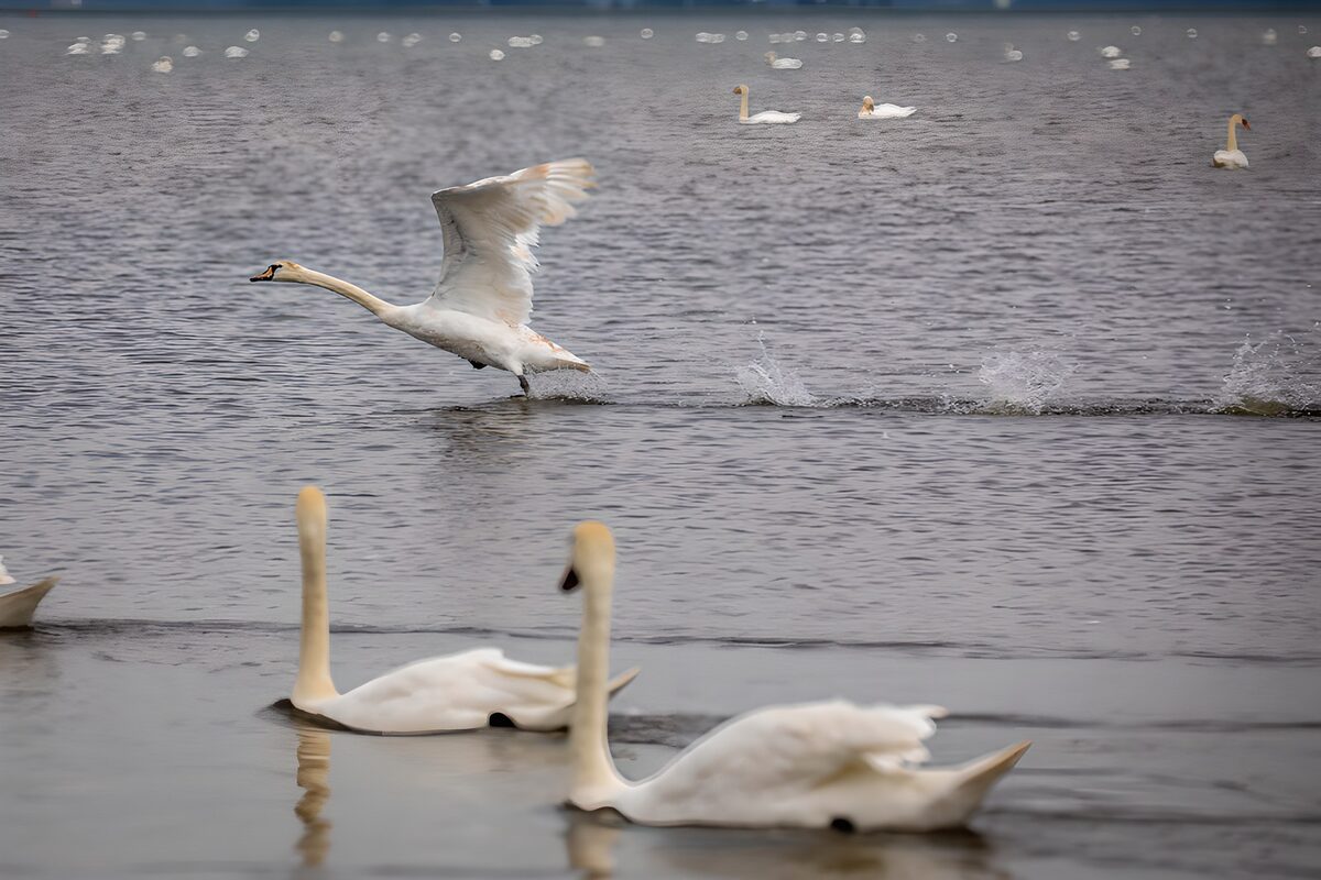 Zwaan met open vleugels en opspattend water