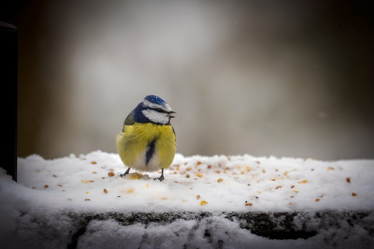 Pimpelmees op een besneeuwde voederplank