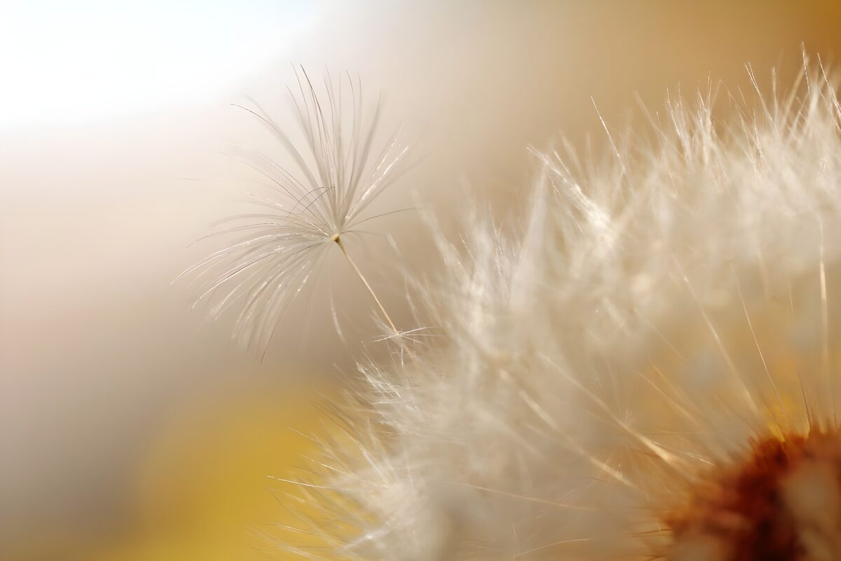 Wit zaadpluis in warm licht