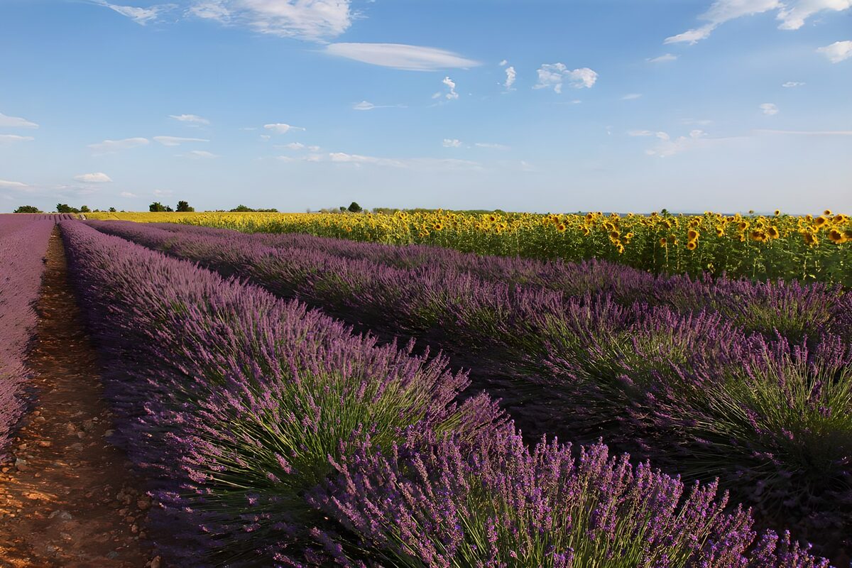 Lavendel en zonnebloemen in de zomer