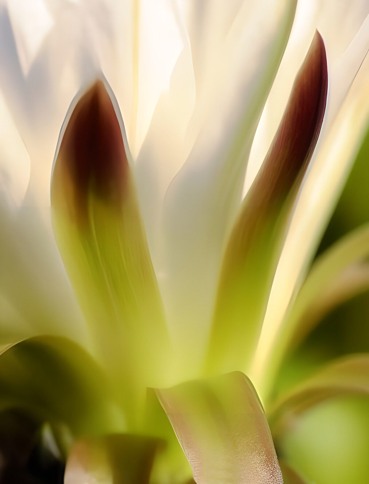 Witte bloem met roodbruine accenten