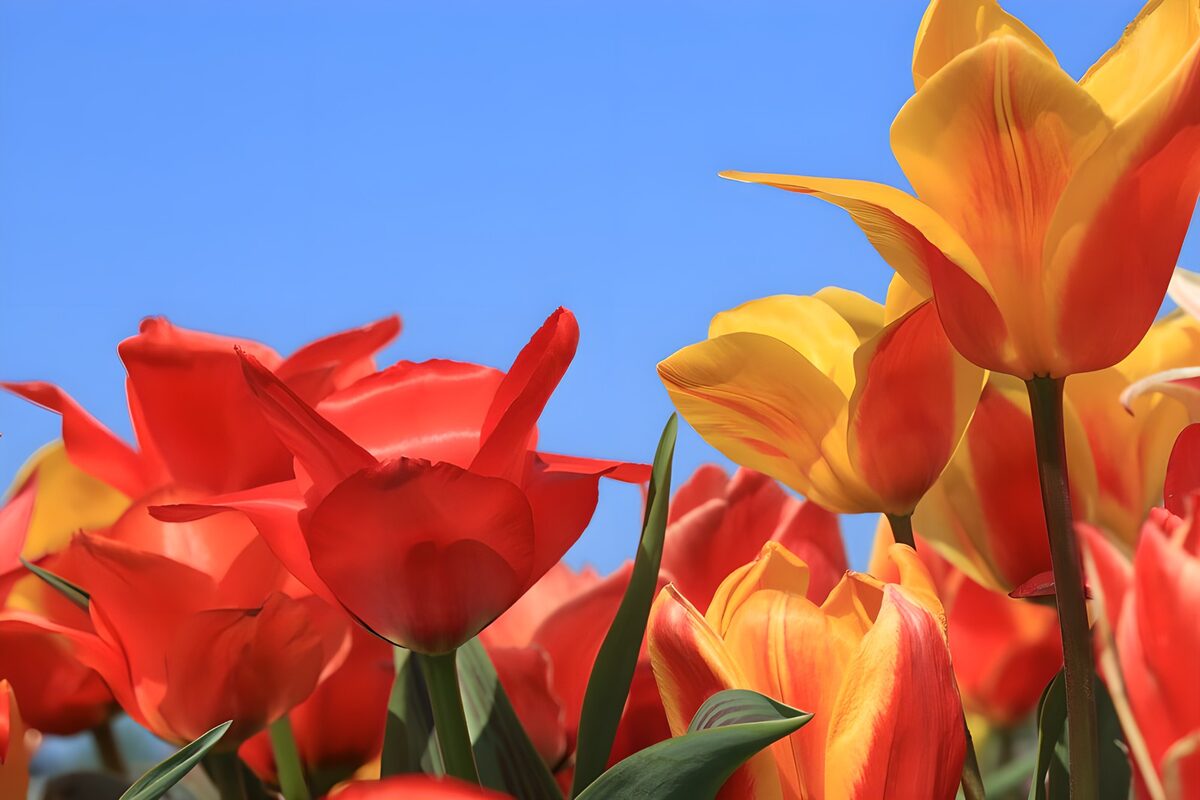 Rode en gele tulpen onder een blauwe lucht
