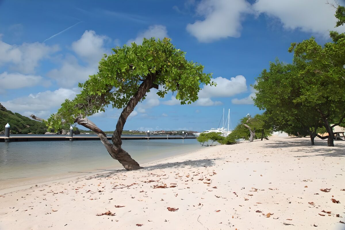 Zandstrand met kromme boom aan de baai
