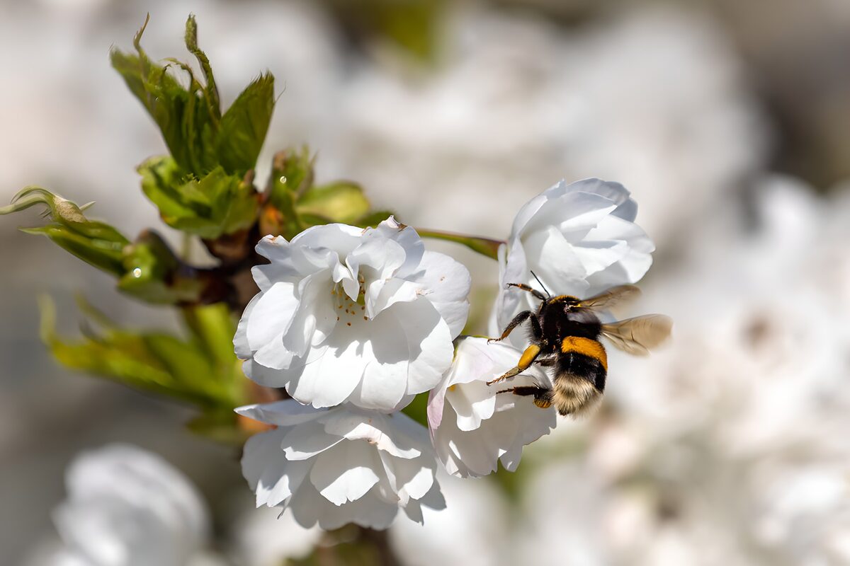 Hommel bij witte bloesem in de zon